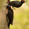 Datel cerny - Dryocopus martius - Black Woodpecker 2085